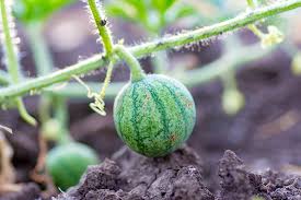 Transplanting too early can hurt watermelon plants, even if it doesn't frost, perhaps especially if the plants aren't very old. How To Plant And Grow Watermelons Gardener S Path