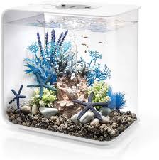 Explore our complete collection of fish. 27 Betta Fish Tank Ideas Wonderfully Creative Designs