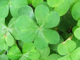 The Odds Of Finding A Four Leaf Clover Minitab Irish Spring Soap Clover Leaf Plant Leaves