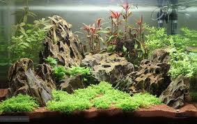 For Tips And Online Plant Shopping Aquescaping Com Aquascape Live Aquarium Plants Aquascape Aquarium