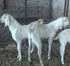 4,074 likes · 94 talking about this. Live Sojat Goat Kids Buy Live Sojat Kids Goat For Best Price At Inr 330 Kilogram Approx