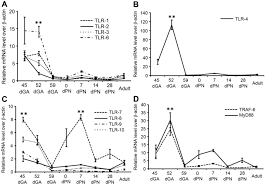 The age of your fetal pig can be estimated by measuring the body length from the tip of the snout compare this length to the data given on relative sizes of a fetal pig at different times during gestation. Developmental Expression Of Toll Like Receptors In The Guinea Pig Lung