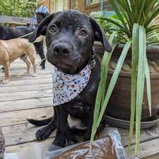 Jan 04, 2020 · gainesville pet rescue since its inception in 1993, thousands of animals have been placed into loving, permanent homes. Du8zk3socgwemm