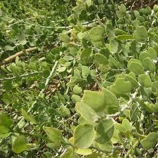 Image result for Capparis cartilaginea