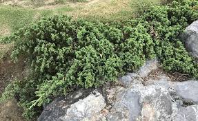 Kriechwacholder Mehr Als Ein Bodendecker Bodendecker Steingarten Stauden Pflanzen