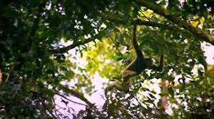 Singa vs harimau pemenangnya adalah youtube. Elang Vs Harimau Youtube