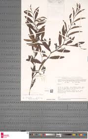 Image result for Cissus guerkeana