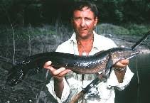 They often rise to the water surface to take gulps of air. Channa Marulius Great Snakehead Fisheries Aquaculture Gamefish Aquarium