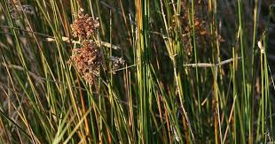 Image result for Juncus kraussii