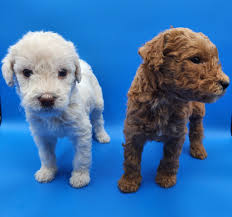 Profile for DoodleDestiny