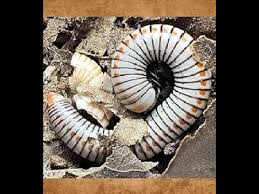 Image result for Anadelphia  trispiculata