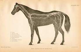 That's a big deal, says anthropologist barbara j. The Size Of A Walnut Does Equine Brain Size Matter The Horse S Back