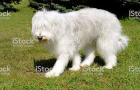 De honden hebben die stof aangeraakt en zijn daardoor blauw. Pin Op Zuid Russische Owcharka