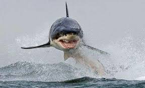 Gran Blanco Volador Animals Shark Pictures White Sharks