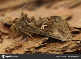 Image result for Autographa gamma