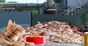If you have male cats, you'll want to be especially cautious about dehydrated diets can be better than raw ones since you're able to store it at room temperature without it going bad. Worst Dry Food Brands To Feed To Your Cat Cat Food Brands Dry Cat Food Dry Cat Food Brands