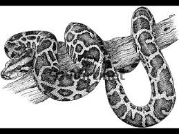 How To Draw African Rock Python Drawing Step By Step Youtube Anacondas are semiaquatic snakes found in tropical south america. how to draw african rock python drawing step by step