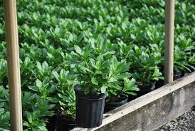 Image result for Isopyrum nipponicum