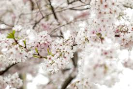 We serve customers in alexandria, va and provide them with local same day and express delivery service. Cherry Blossoms Blooming In Alexandria Alexandria Living Magazine