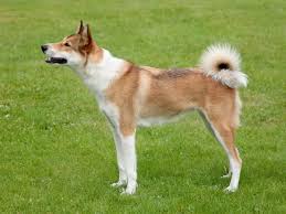 Image result for západosibiřská lajka