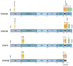 Gribbles hq, aras 2, wisma tecna, 18a, jalan 51a/223, 46100 petaling jaya, selangor. Cancers Free Full Text Pharmacological Inhibition Of Oncogenic Stat3 And Stat5 Signaling In Hematopoietic Cancers Html