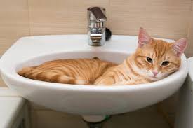 How To Give A Cat A Bath And Survive Catster