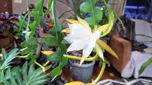 So, there are chances that one might miss them. Epiphyllum Anguliger Fishbone Cactus In Bloom The Smell Is Amazing Cactus