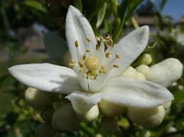 Learn How To Make Orange Flower Water By The Infusion Method Orange Blossom Orange Flowers Water Flowers