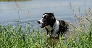Blue Green Algae Is Poisoning Dogs After Swimming In Ponds And Lakes