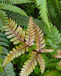 Image result for Pteris friesii