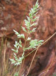Image result for Poa leptoclada
