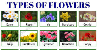 This is a list of plants organized by their common names. Types Of Flowers List Of 50 Popular Flowers Names With Their Meaning English Study Online