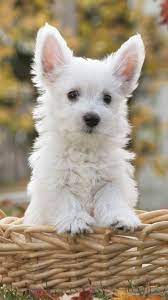 Cute White Dog Iphone 6 Wallpaper Cute White Dogs Really Cute Dogs Cute Dog Wallpaper