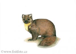 Image result for kuna lesní obrázky