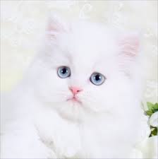 1 2 kittens together needed good home. White Persian Kittens White Persian Cats Pure White Catspersian Himalayan Kittens For Sale In A Rainbow Of Colors In Business For 32 Years