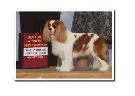 Maybe you would like to learn more about one of these? Cavalier King Charles Spaniel Puppy Breeders In Dallas Fort Worth Texas Oklahoma Austin For Sale