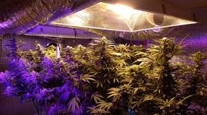 Any blue light could emit ultraviolet light. Eye Protection For Indoor Growers Love Your Eyes Grow Weed Easy