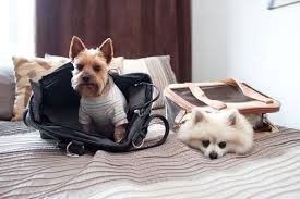 Only domestic cats and dogs are accepted for carriage. Think Twice Before Flying Your Pet In Cargo Huffpost Canada Life