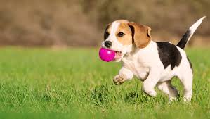 Puppy Articles Eukanuba You may be able to find the same. puppy articles eukanuba