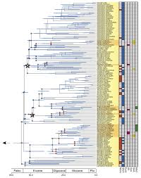 Image result for Flabellariopsis acuminata