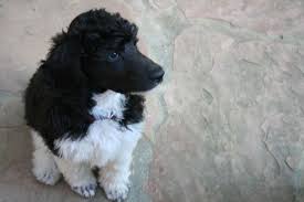Black And White Standard Poodle Puppy New Baby Myla Black And White Parti Poodle Standardpoodle Partipoodle Parti Poodle Poodle Standard Poodle