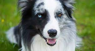Image Result For Heterochromia Complete Different Colored Eyes Two Colored Eyes Blue Merle Sheltie