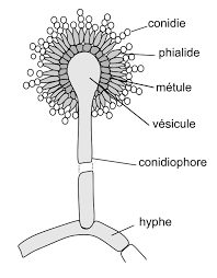 Aspergillus Diagram Google Search Aspergillus Niger Microbiology Medical Laboratory Science