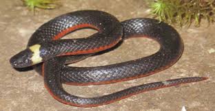 Image result for Atractus modestus