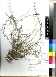 Image result for Digitaria brazzae