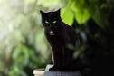 8 Black Cat Breeds - Pet Central by Chewy
