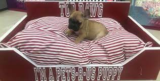 Maybe you would like to learn more about one of these? Pets R Us 11515 Farm To Market 1960 B Huffman Tx 77336 Usa
