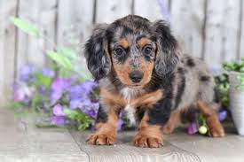 12, 2018, akc registered, will have shots at appro. Fiona Precious Long Haired Mini Dachshund Puppies Online