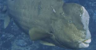 Flowerhorns first emerged for sale on the aquarium market in malaysia in the late 1990. These Giant Reef Fish Bump Heads Literally And Violently