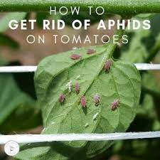 How To Get Rid Of Aphids On Tomatoes You Should Grow